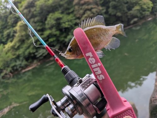 ブルーギルの釣果