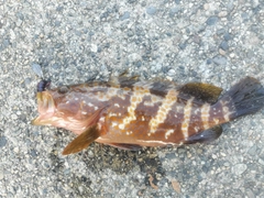 キジハタの釣果