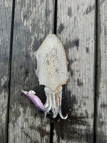 シリヤケイカの釣果