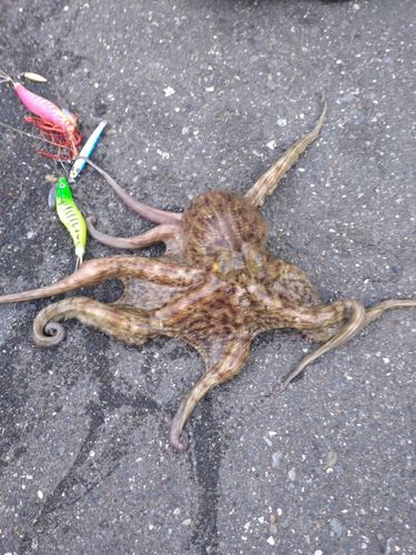 マダコの釣果