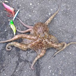 マダコ