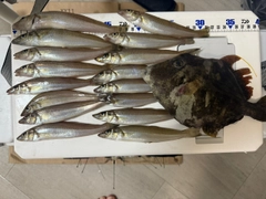 シロギスの釣果