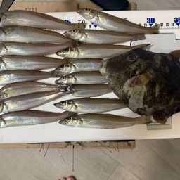シロギス