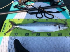 サゴシの釣果