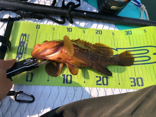 キジハタの釣果