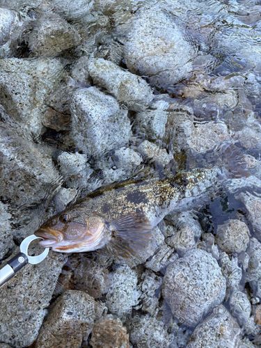 アイナメの釣果