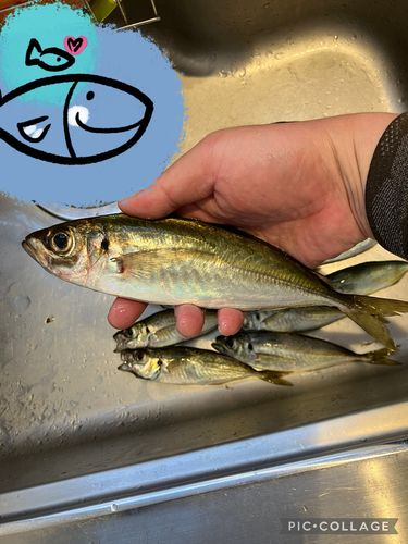 マアジの釣果