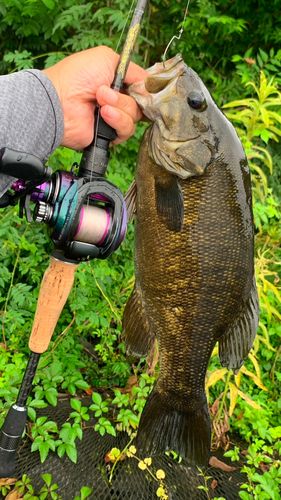 スモールマウスバスの釣果