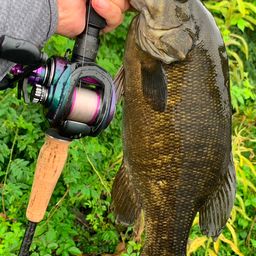 スモールマウスバス