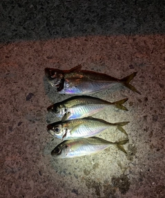 アジの釣果
