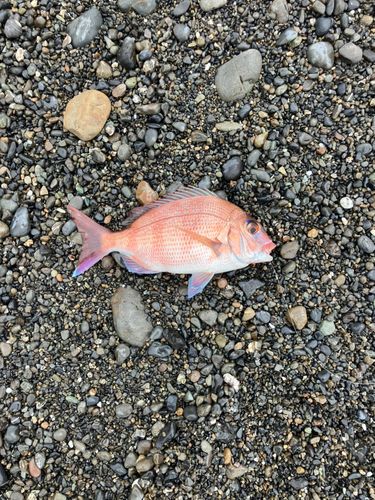 マダイの釣果