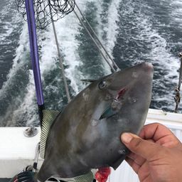 ウマヅラハギ