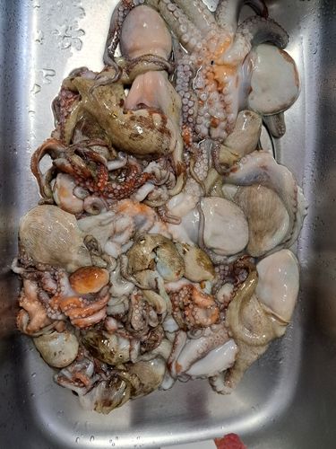 タコの釣果