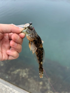 アナハゼの釣果