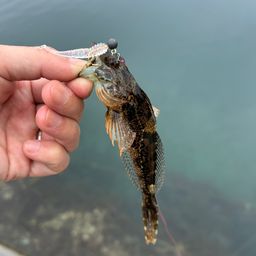 アナハゼ