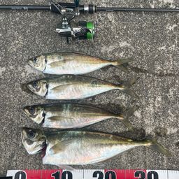 アジ