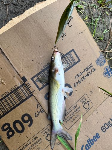 アメリカナマズの釣果