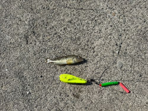 アブラコの釣果