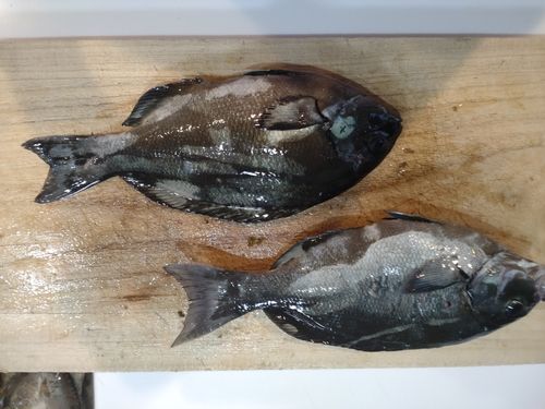 メジナの釣果