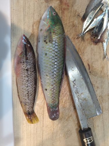 キュウセンの釣果