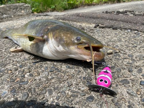 ナマズの釣果