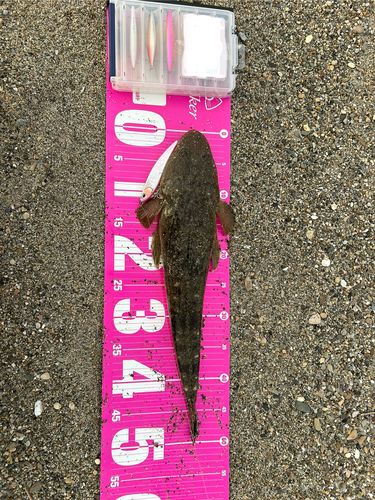 マゴチの釣果