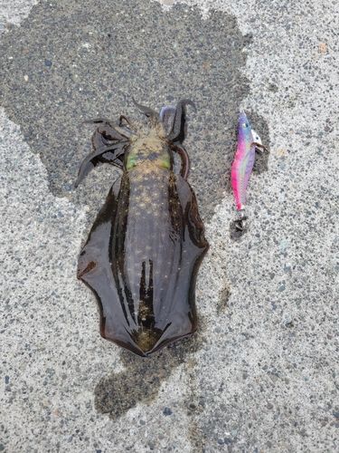 アオリイカの釣果