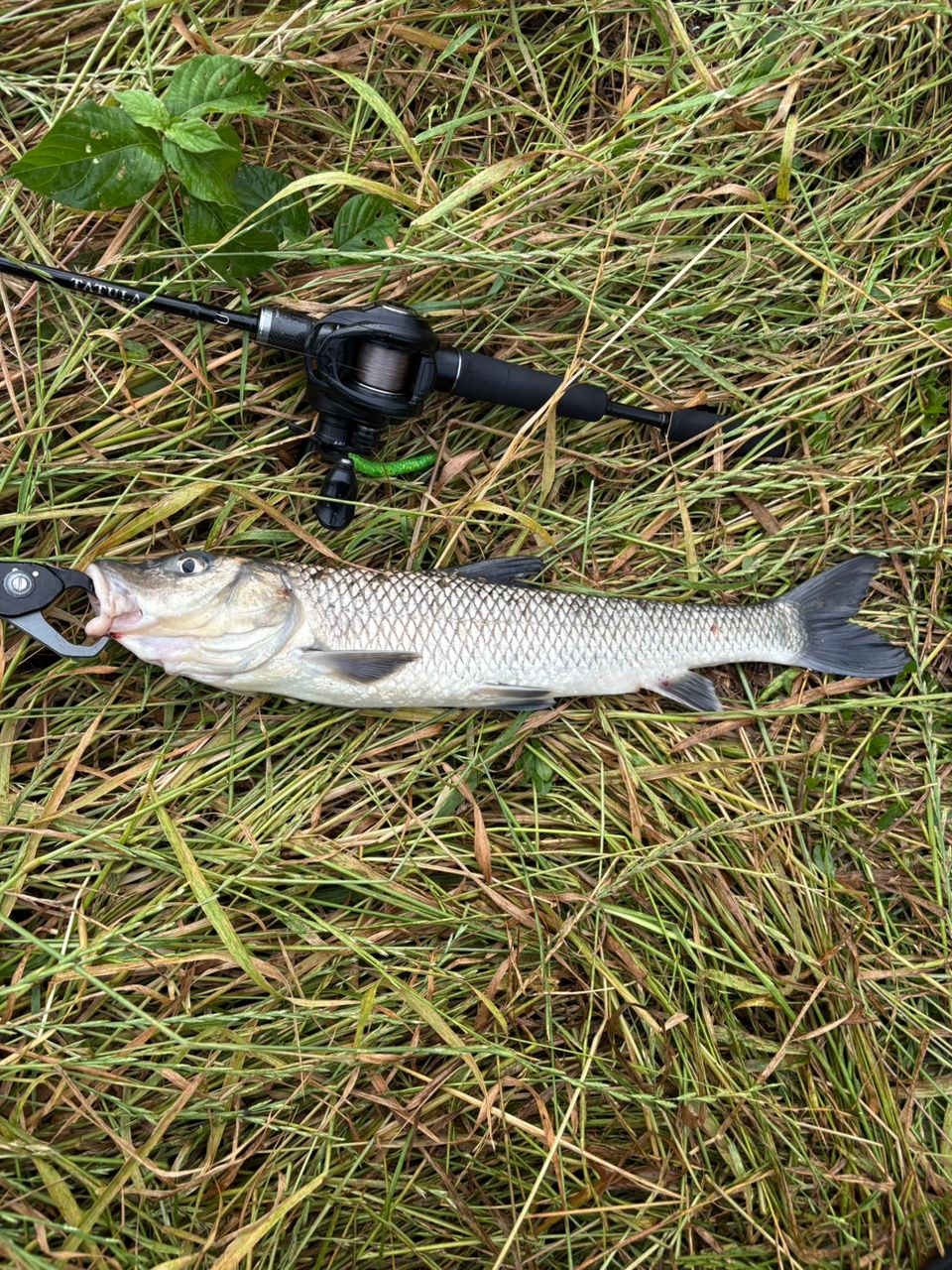 AbuGarcia 18ロキサーニBF8 Lの最安値・インプレ・釣果 | 本音の