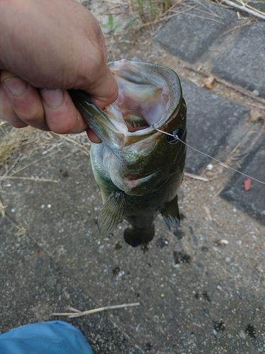 ラージマウスバスの釣果