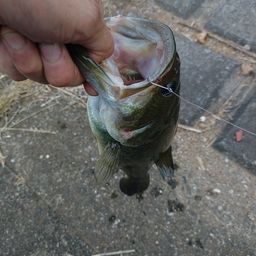 ラージマウスバス