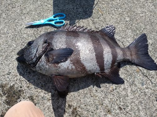 イシダイの釣果