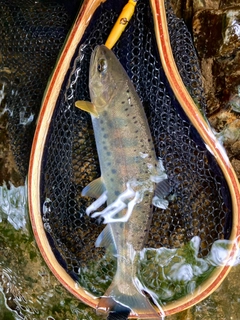 ヤマメの釣果
