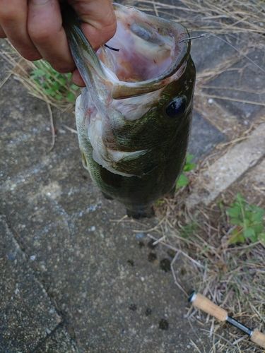 ラージマウスバスの釣果