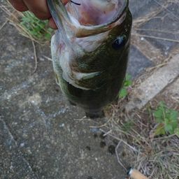 ラージマウスバス