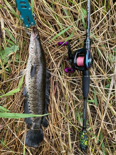 スネークヘッド