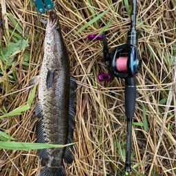 スネークヘッド