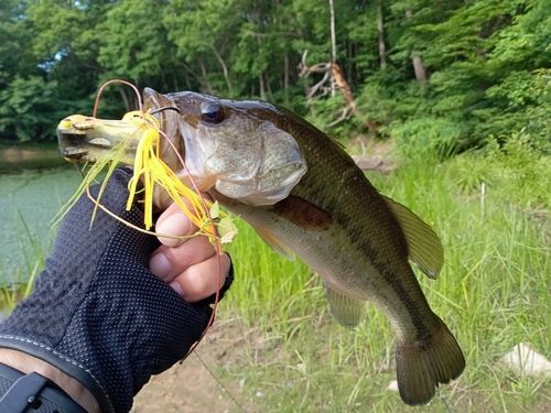 ラージマウスバスの釣果