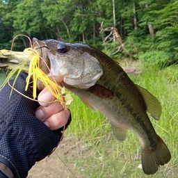 ラージマウスバス