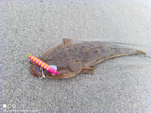 マゴチの釣果