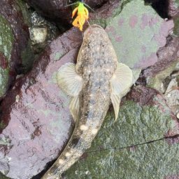 マゴチ