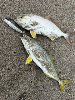 ワカシの釣果