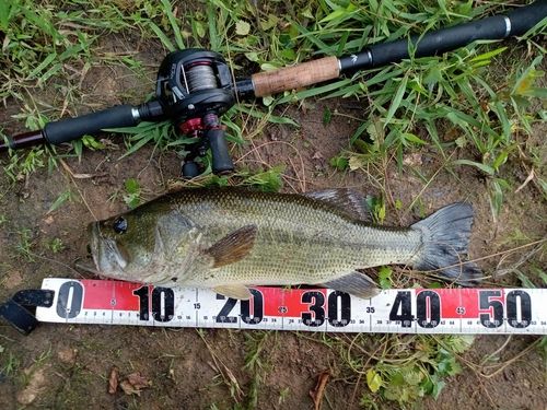 ラージマウスバスの釣果