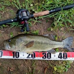 ラージマウスバス