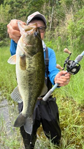 ブラックバスの釣果