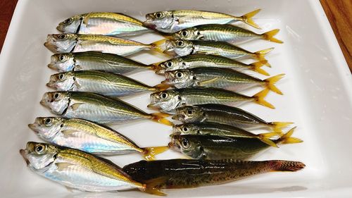 アジの釣果