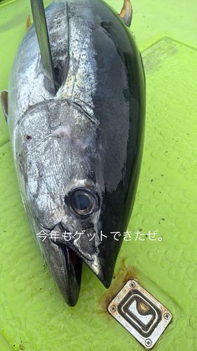 キハダマグロの釣果