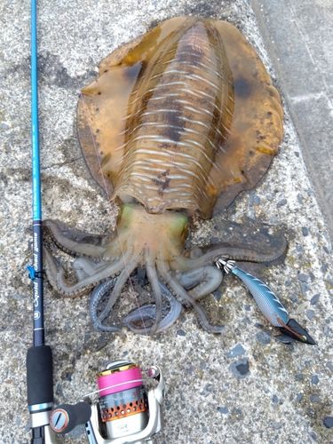 アオリイカの釣果