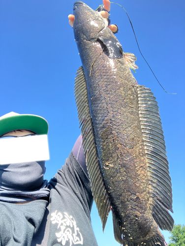 ライギョの釣果