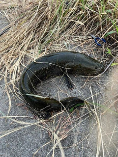 ライギョの釣果