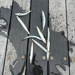 カマス